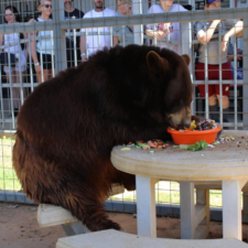 black bear eating lunch at Sharkarosa Zoo in Pilot Point, Texas