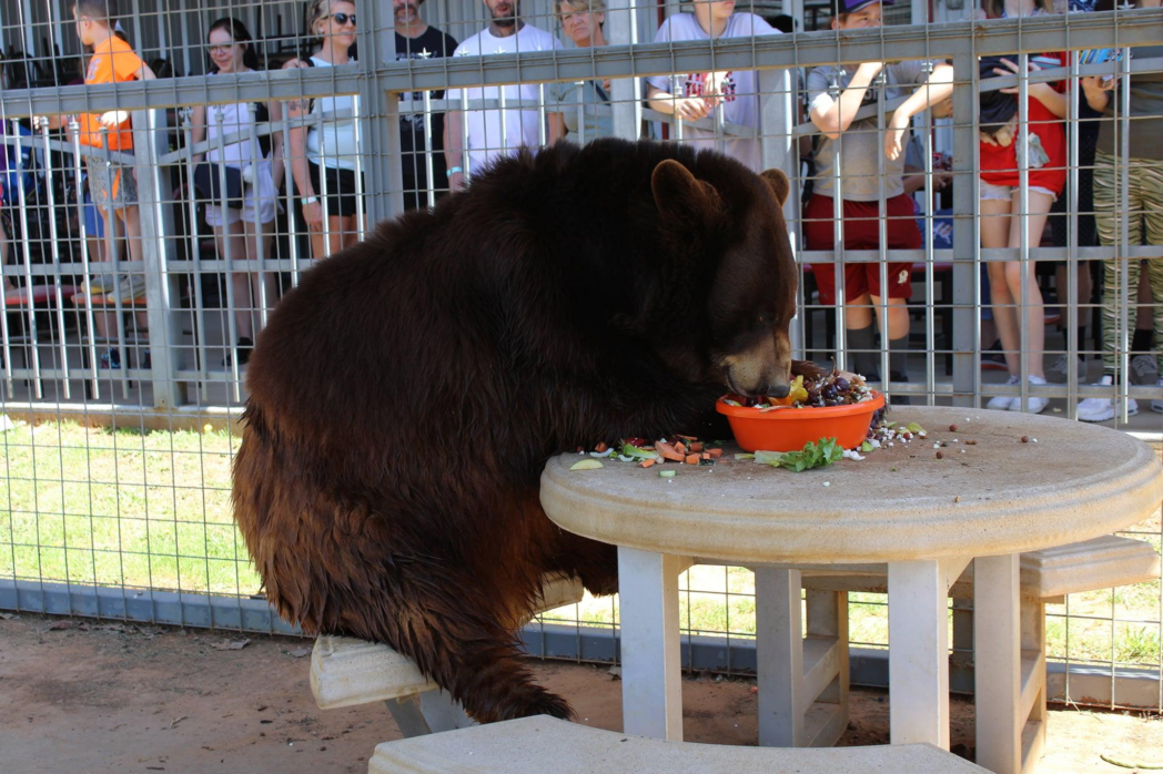 black bear eating lunch at Sharkarosa Zoo in Pilot Point, Texas