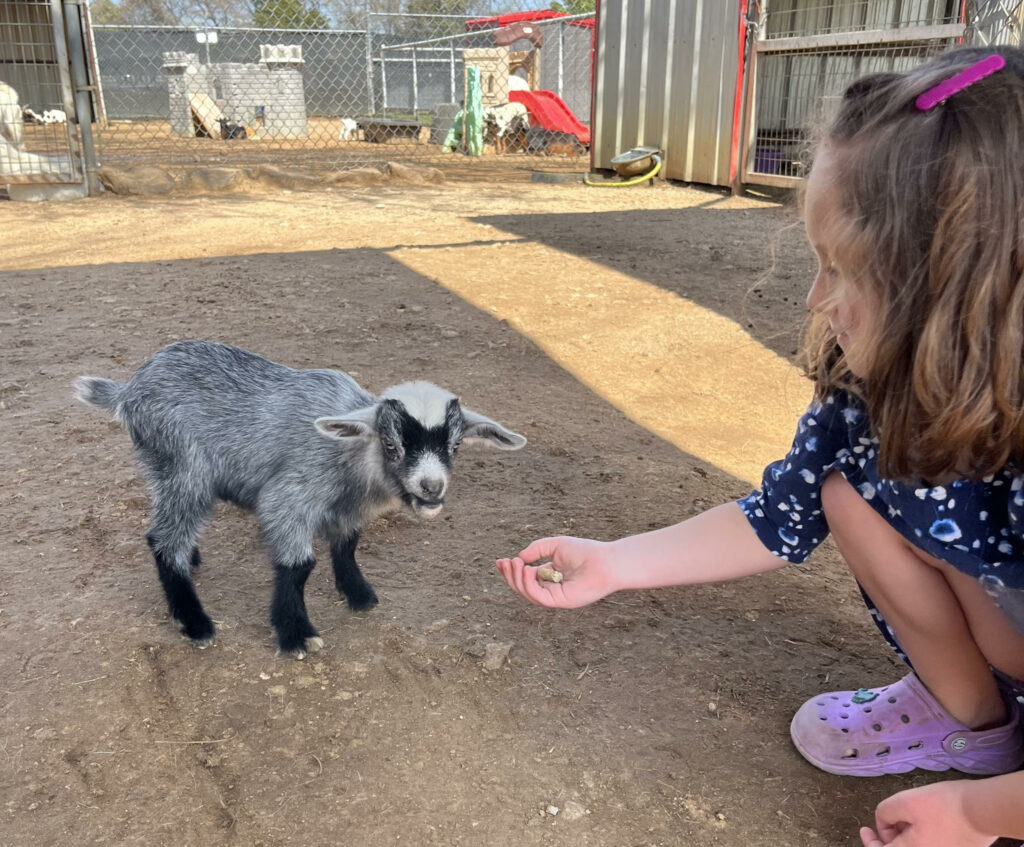 Child feeding baby goat in the petting zoo at Sharkarosa Zoo in Pilot Point, Texas
