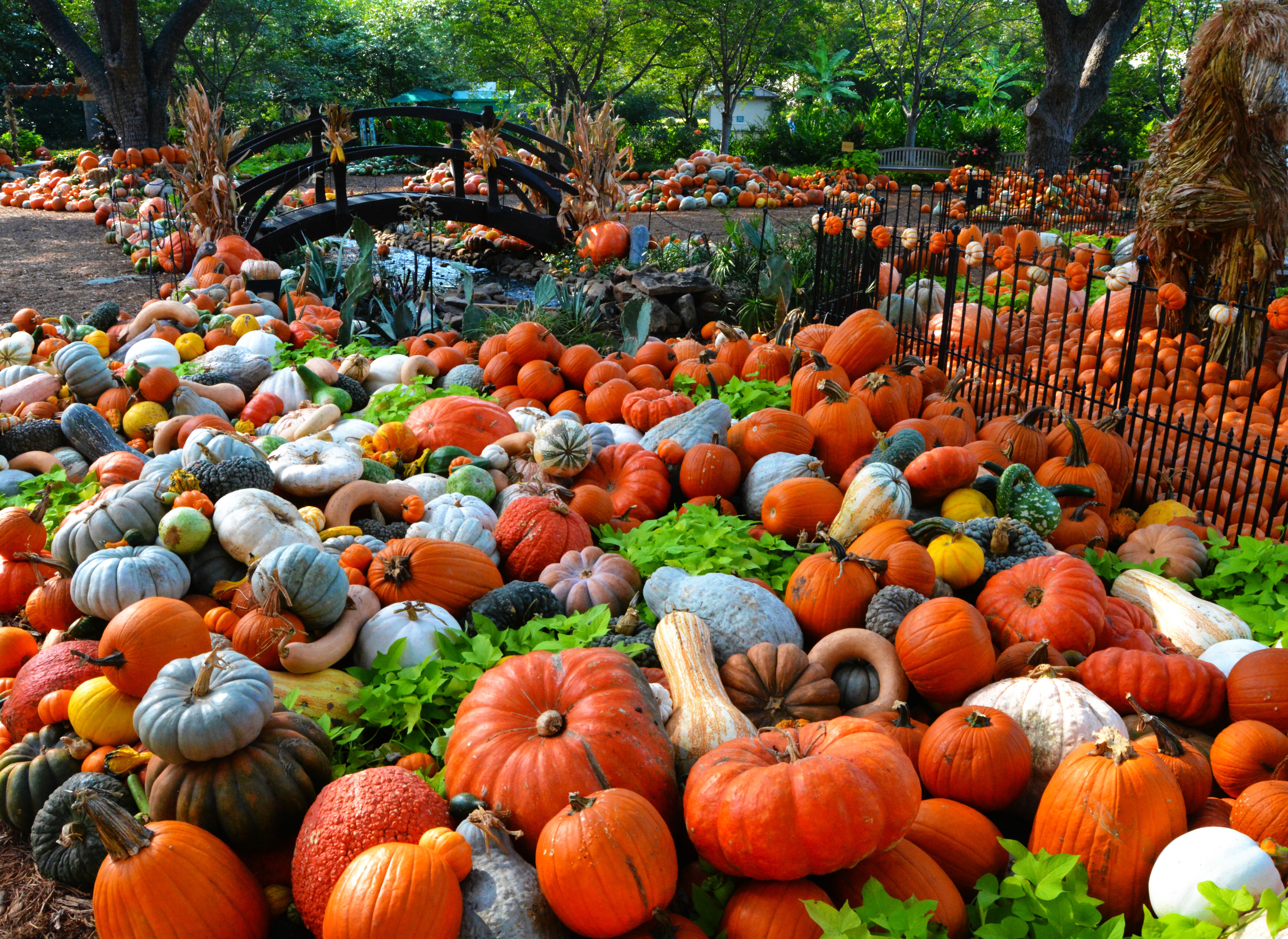Travel Channel Best Pumpkin Patches At Randall Nealon Blog