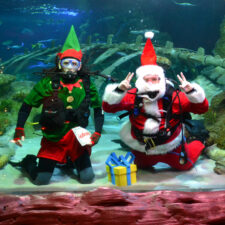 Scuba Diving Santa at Sea Life Grapevine Aquarium