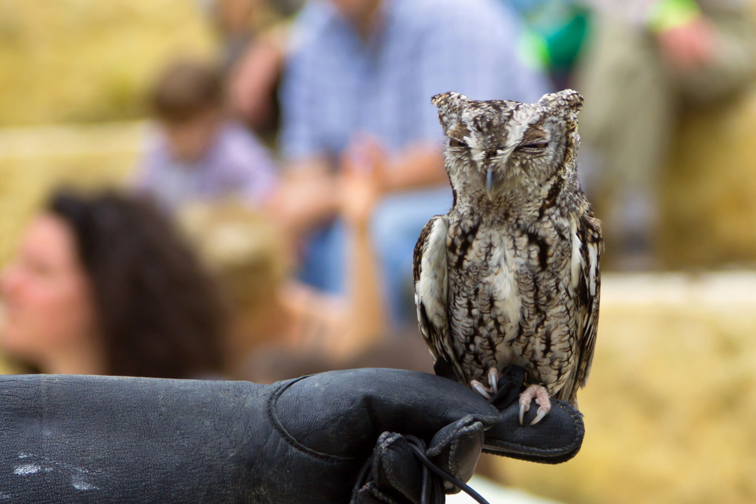 Owl Prowl Night Hike, Heard Natural Science Museum & Wildlife Sanctuary, photo courtesy of Kathy Carter
