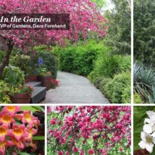 Dallas Arboretum Virtual Tours