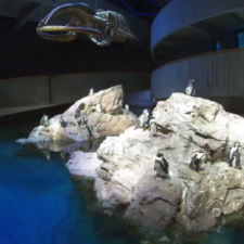 Live Web Cameras at New England Aquarium
