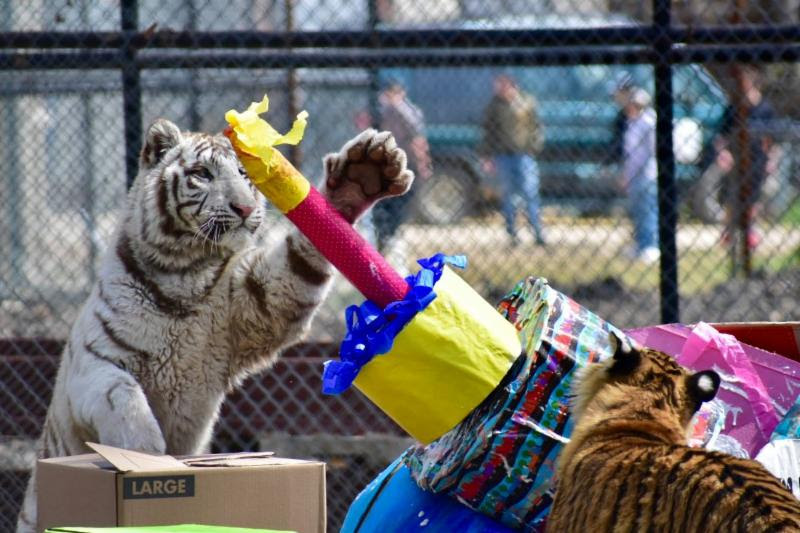 In-Sync Exotics Birthday Bash