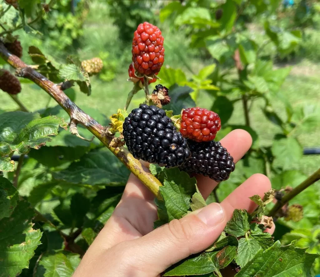 pick-your-own fruit farms, photo courtesy of Pure Land Farm