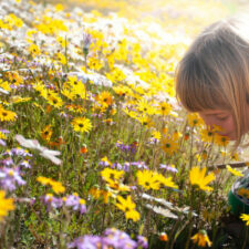 iStock image of young girl smelling wildflowers, where to find wildflowers blooming in Texas this spring