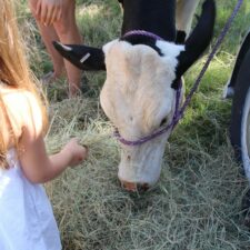Dairy Day at Nash Farm