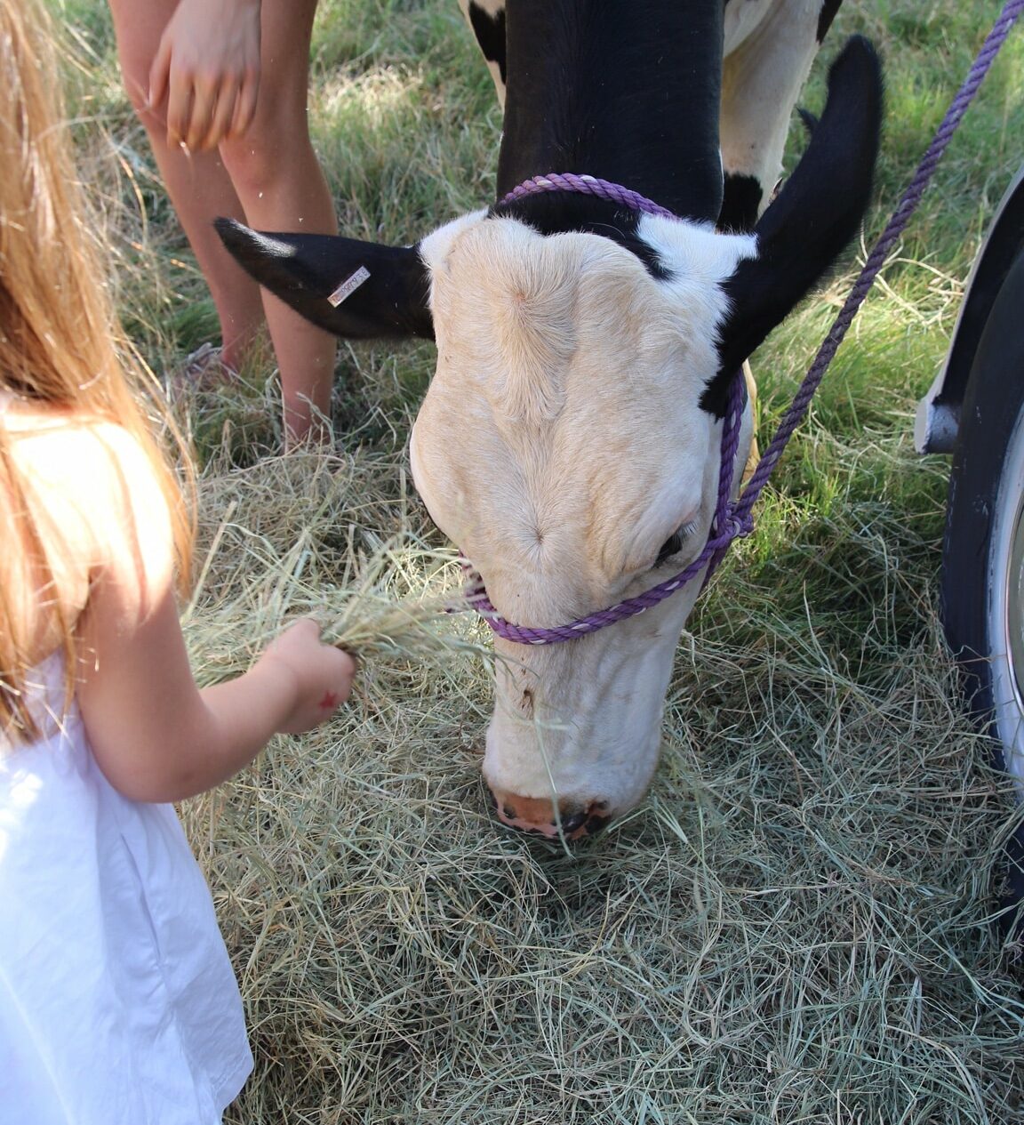 Dairy Day at Nash Farm