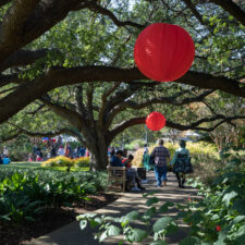 Spring Japanese Festival, Fort Worth Botanic Garden | Botanical Research Institute of Texas