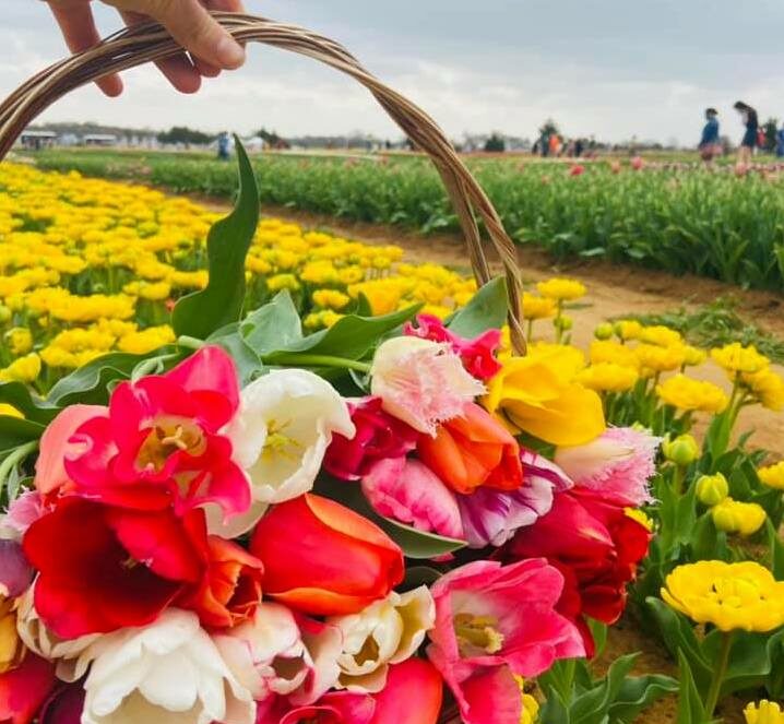 Texas-Tulips, pick your own tulip farming Pilot Point