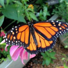 Butterflies at Heard in McKinney, photo courtesy of S. Jennings