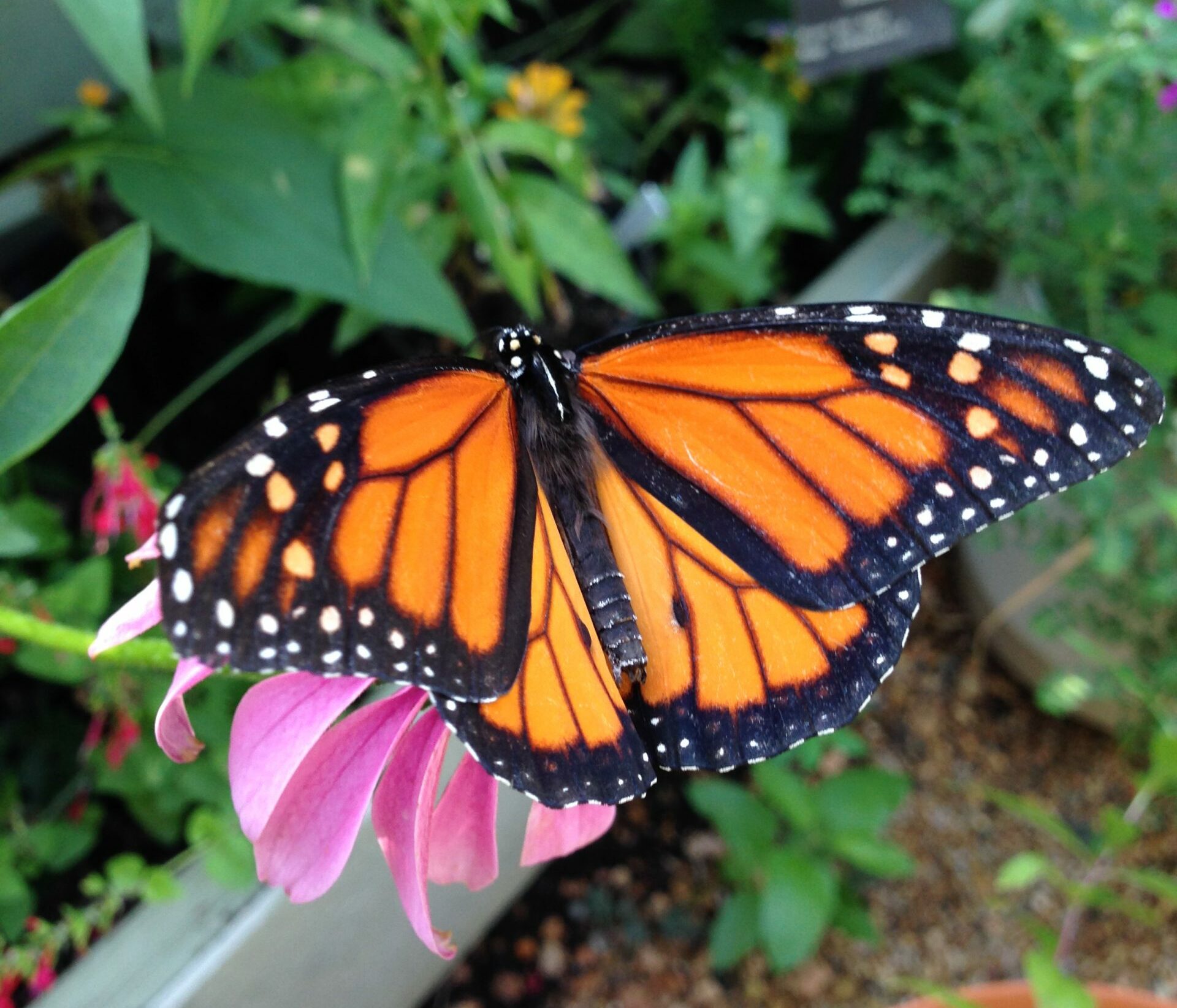 Butterflies at Heard in McKinney, photo courtesy of S. Jennings