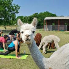Alpaca Yoga at TX-Ture Farm