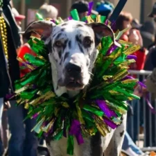 Krewe of Barkus, Mardi Gras parade, photo courtesy of City of McKinney