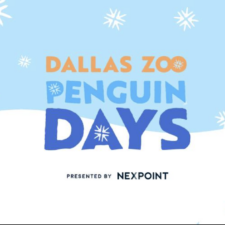 Penguin Days at Dallas Zoo