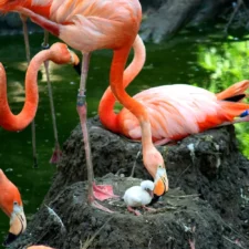 flamingos at Dallas Zoo