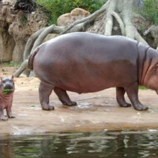 hippos at Dallas Zoo, photo courtesy of Dallas Zoo