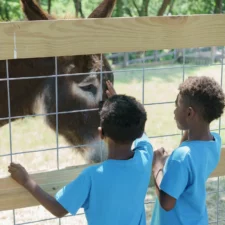 Heritage Farmstead Museum, children petting a donkey