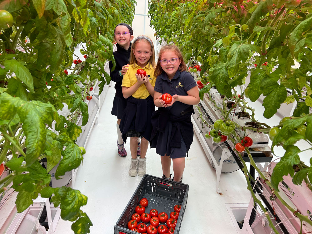 Students learn how to grow a tomato garden at this Dallas school