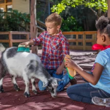 Fort Worth Zoo, kids petting animals at the Children's Ranch, sensory friendly attraction in dallas fort worth