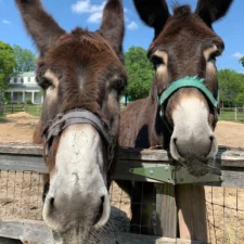 Willie & Waylon, resident donkeys at Old City Park in Dallas