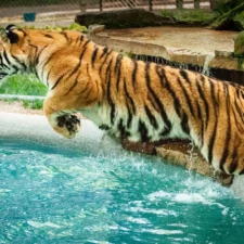 Anakin tiger launch into pool at In-Sync Exotics, photo courtesy of Aela Culver
