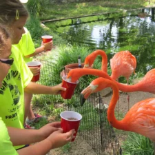 children feeding flamingos at Frank Buck Zoo
