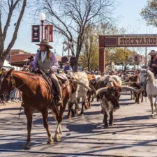 Cattle drive at Fort Worth Stockyards, photo by iStock