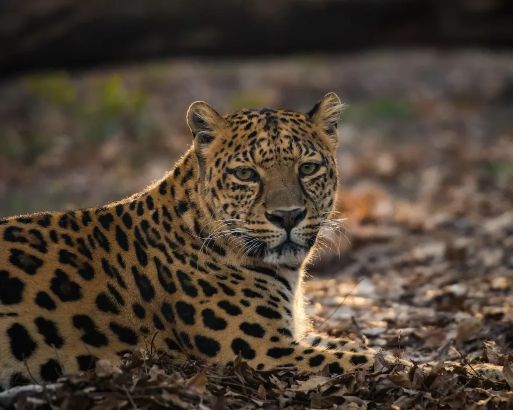 Lilly, a leopard, at In-Sync Exotics, photo courtesy of Angela Culver