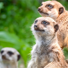 Join your Fort Worth Public Library for an event all about animals!, Fort Worth Public Library