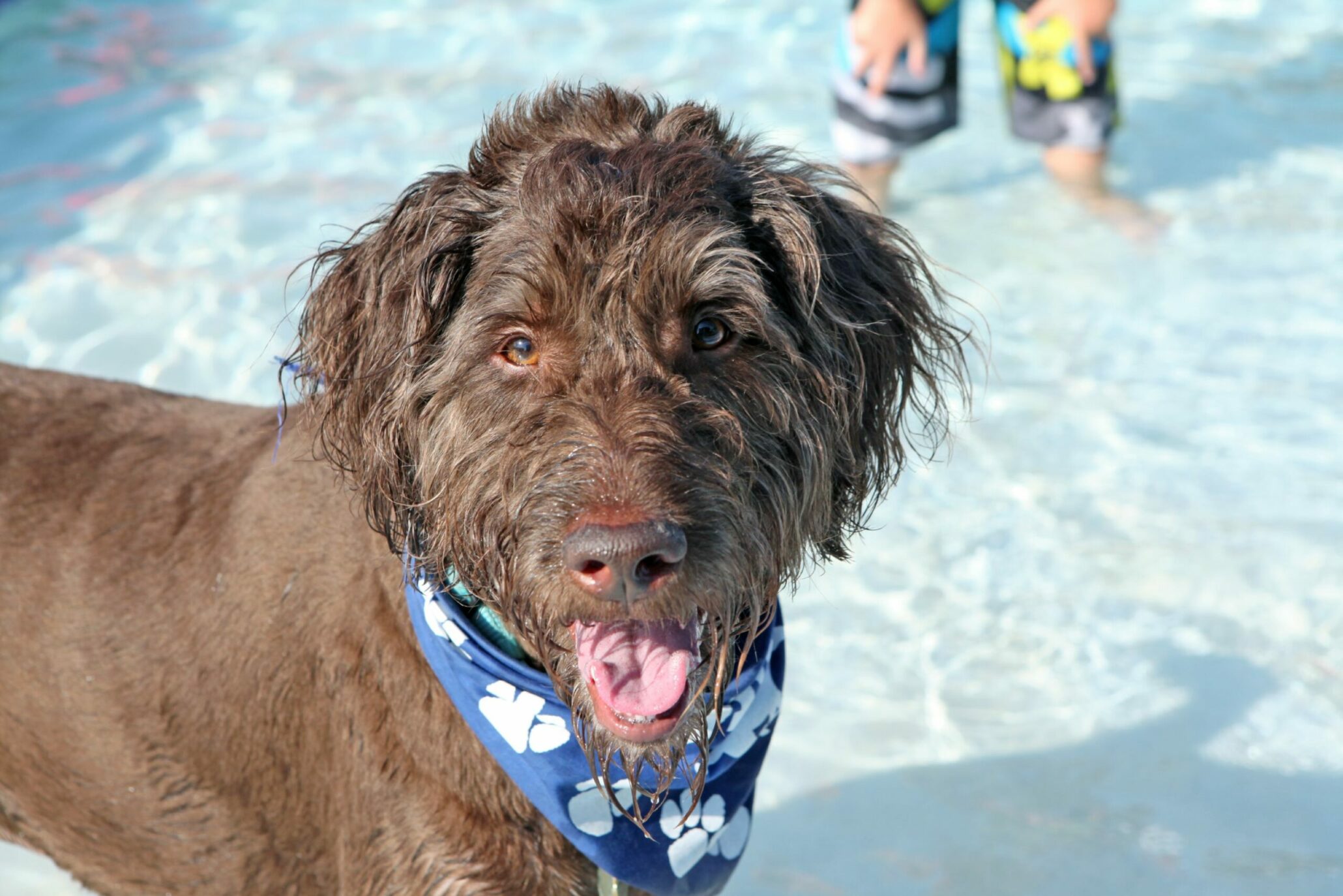 Doggie Splash Day DFWChild dogs-eisenhower-national-historic-site-gooddogtrips
