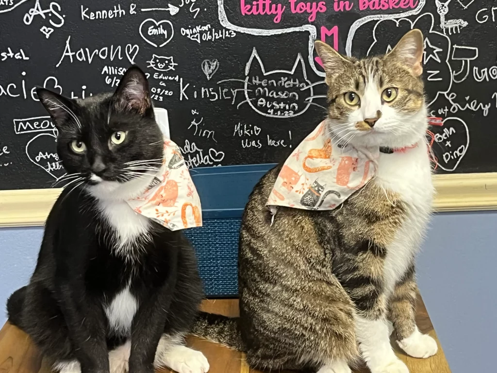 Brothers Barney and Mosby at The Cozy Catfe