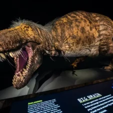 T. Rex: The Ultimate Predator, exhibition at Perot Museum