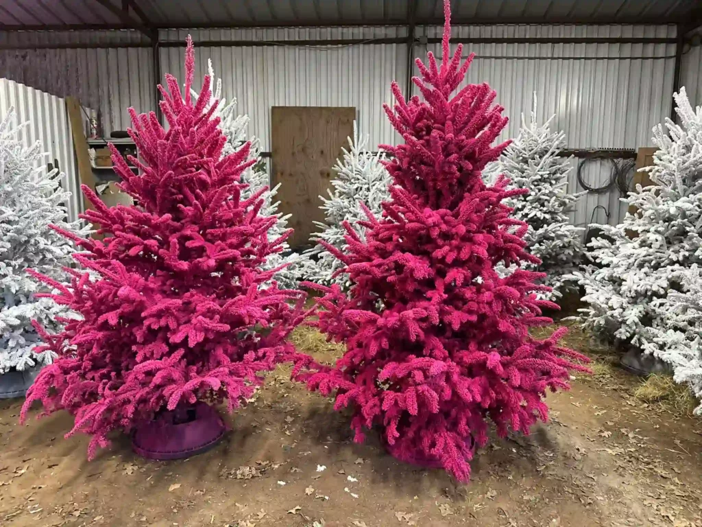 Haynie’s Green Acres Christmas Tree Farm