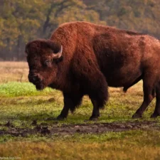 Bison feeding hayrides at Fort Worth Nature Center, photo courtesy Daryl Marling