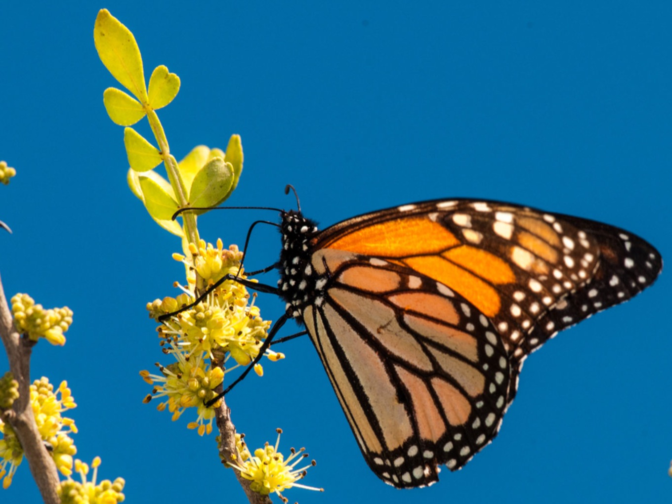 Magnificent Monarchs - DFWChild