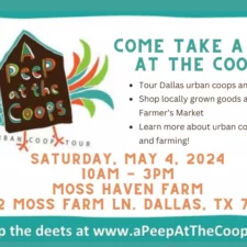 A Peep at the Coops, Moss Haven Farm
