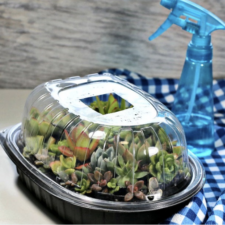 Basics of Terrarium Building, River Legacy Nature Center