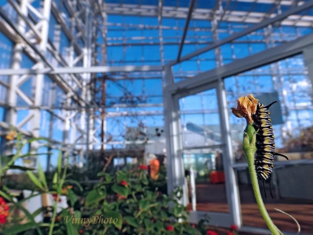 River Bend Nature Center's Ruby N. Priddy Conservatory, photo courtesy of Vinny McMullen