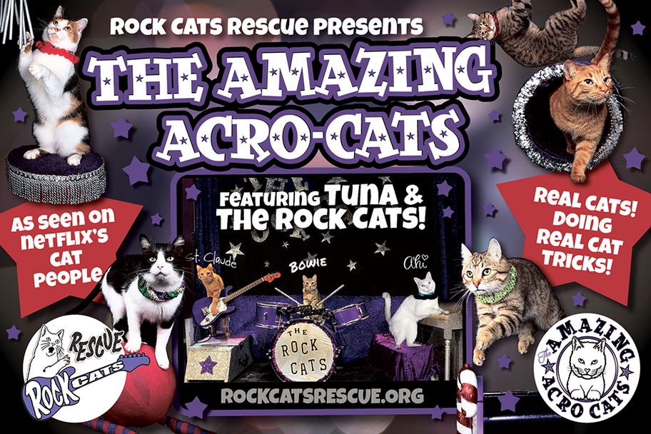 The Amazing Acro-Cats