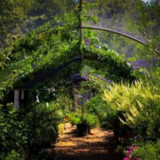 Native Texas butterfly house at Heard Museum