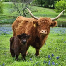 Ennis Bluebonnet Trails Festival, photo courtesy of City of Ennis