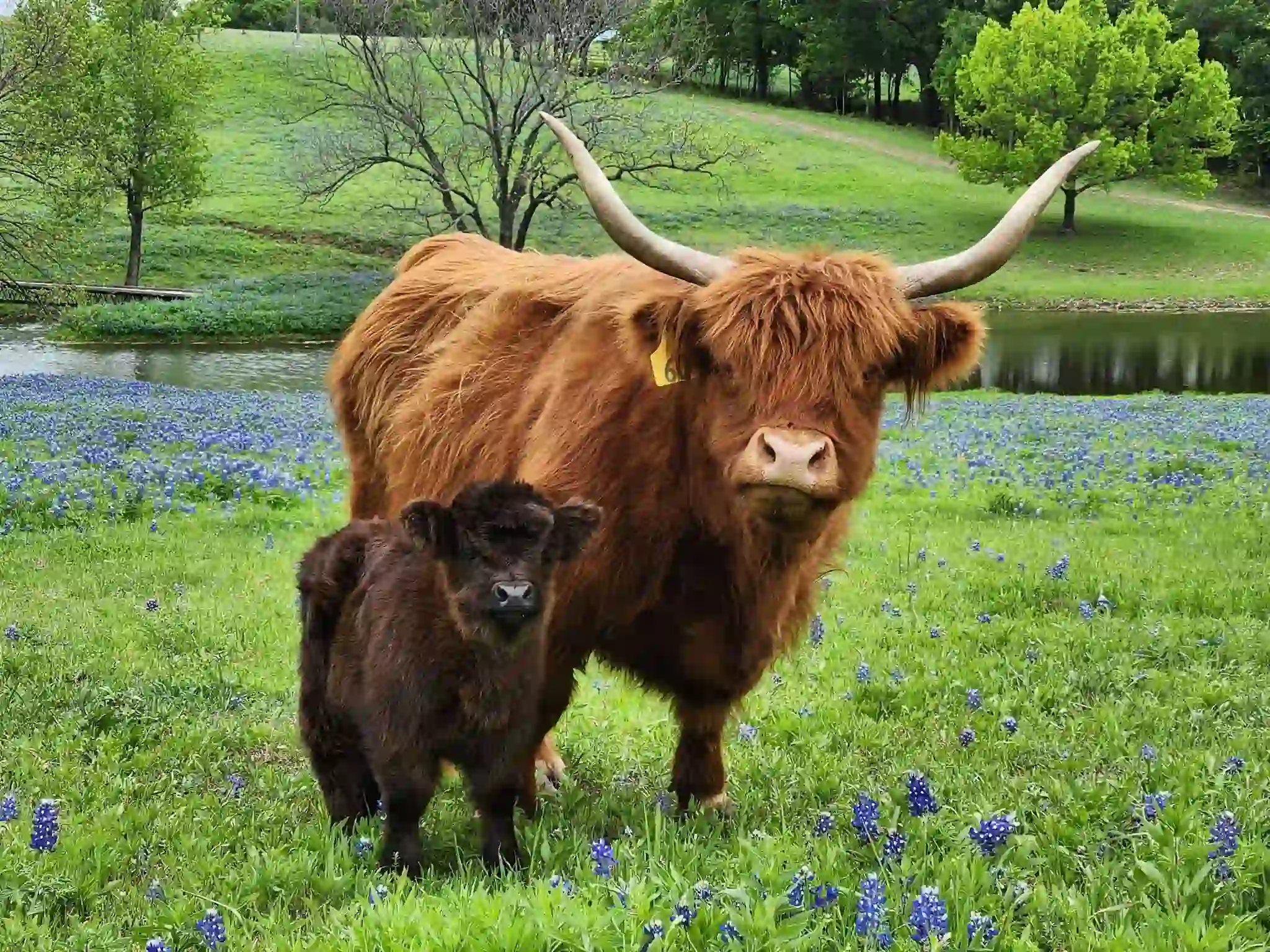 Ennis Bluebonnet Trails Festival, photo courtesy of City of Ennis