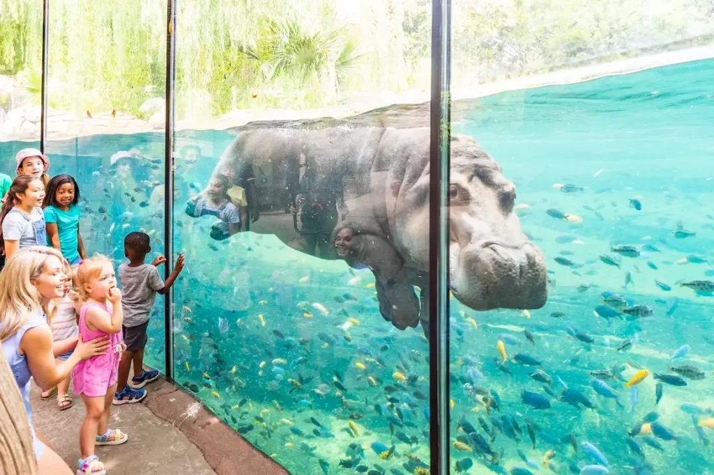 African Savanna - hippo c Fort Worth Zoo