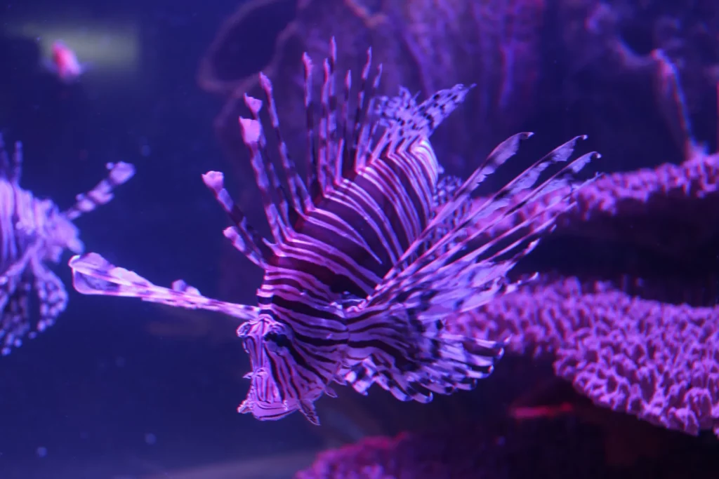 Photo courtesy of Shreveport Aquarium