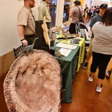 Dinos Rock, Fort Worth Museum of Science and History