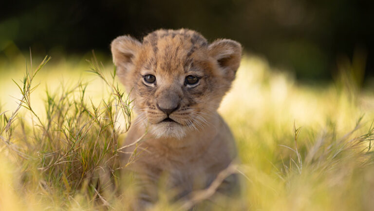 Fort Worth Zoo   4 768x433