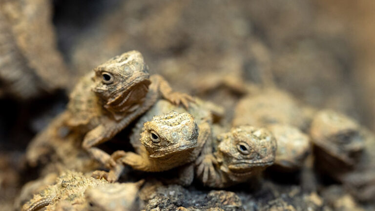 Fort Worth Zoo   5 768x433