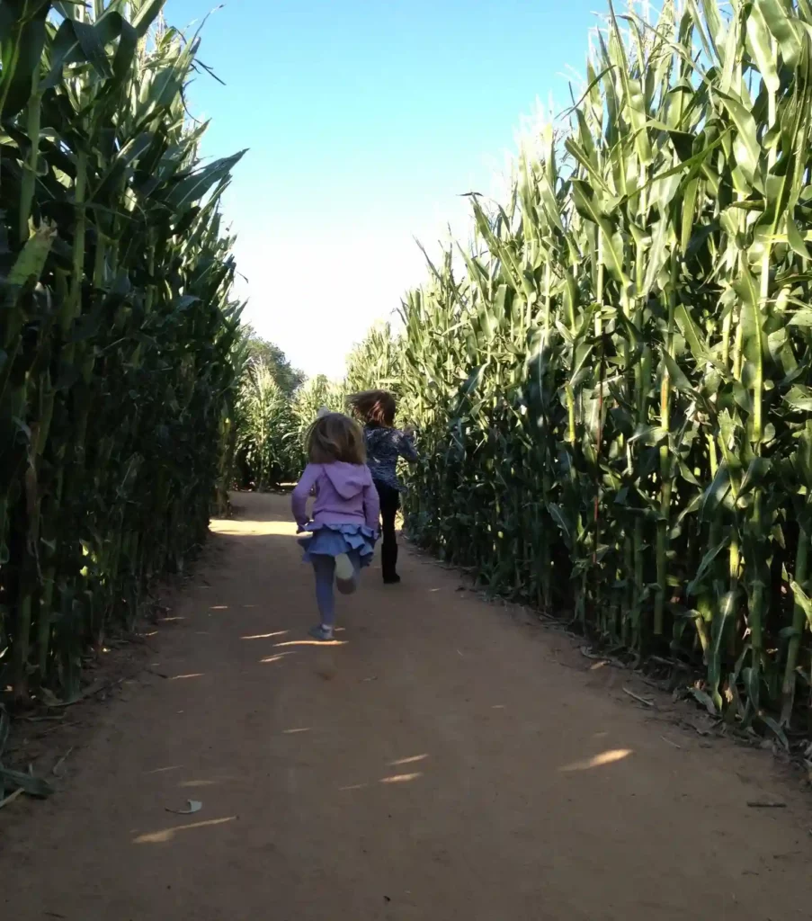 corn maze at Hall's Pumpkin Farm